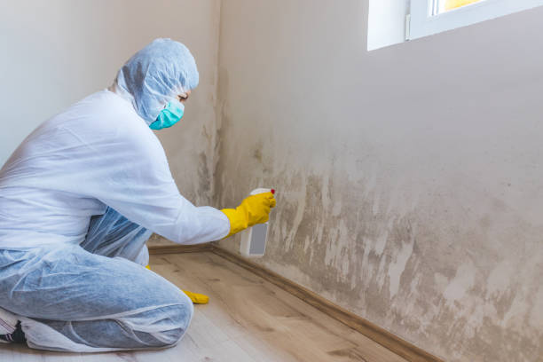 Best Mold Remediation for Vacation Homes  in Ansonia, OH